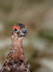 Molting male of Willow Ptarmigan (Lagopus lagopus) in Barents Sea coastal area, Russia