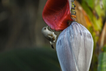 Oiseau endémique Réunion sur baba figue de bananier