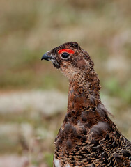 Molting male of Willow Ptarmigan (Lagopus lagopus) in Barents Sea coastal area, Russia