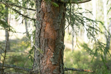 the trunk of a coniferous spruce tree in the shade