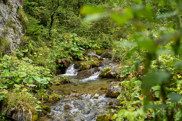 calming river behind the tree in the forest