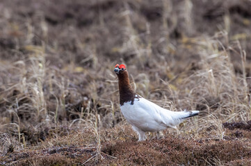 Molting male of Willow Ptarmigan (Lagopus lagopus) in Barents Sea coastal area, Russia