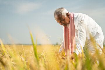 Farmer busy working on paddy field during hot sunny day - Rural lifestyle of India during harvesting season.