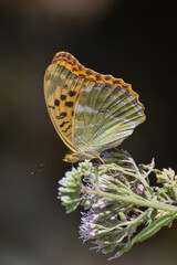 Tabac d'espagne papillon sur fleur macro flou
