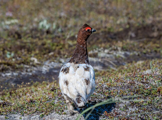 Molting male of Willow Ptarmigan (Lagopus lagopus) in Barents Sea coastal area, Russia