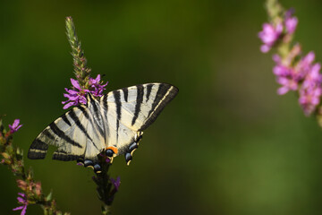 Le papillon Flambé sur lavande en macro sur fond vert