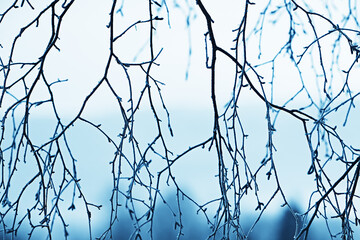 winter forest landscape covered with snow, december christmas nature white background