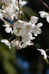 桜の花 背景森