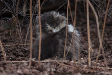 cat/ background/ nature