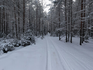 Obraz premium top view of a forest in winter, landscape of nature in a snowy forest, aero photo