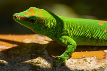 Phelsuma grandis gecko à la Réunion