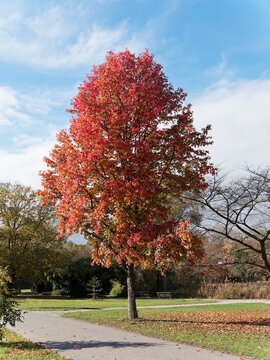 (Liquidambar styraciflua) Seesternbaum oder Amerikanische Amberbaum  mit Slender Silhouette, schönen Herbstlaub in verschiedene Farbtöne in einem Park unter einem blauen Himmel