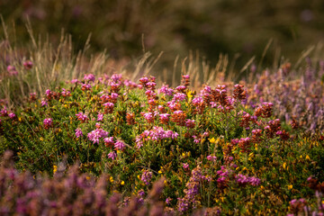 Flowering heather on a cloudy day in late summer