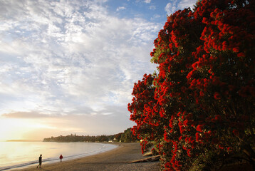 People walking on Takapuna beach in the morning with Pohutukawa flowers in full bloom