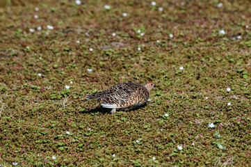 Willow Ptarmigan (Lagopus lagopus) hen in Barents Sea coastal area, Russia