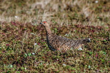 Willow Ptarmigan (Lagopus lagopus) hen in Barents Sea coastal area, Russia