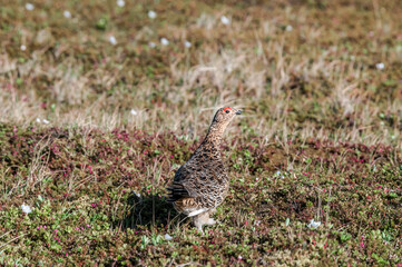 Willow Ptarmigan (Lagopus lagopus) hen in Barents Sea coastal area, Russia