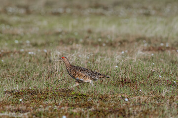 Willow Ptarmigan (Lagopus lagopus) hen in Barents Sea coastal area, Russia