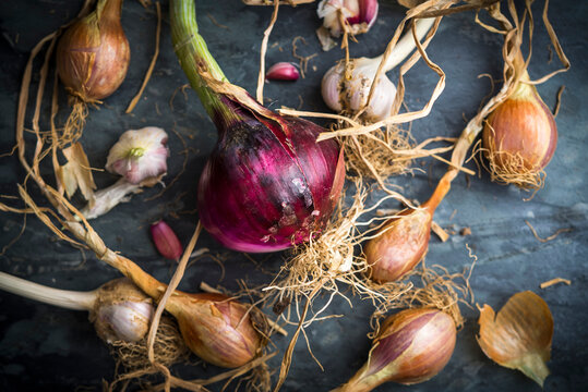 Freshly picked shallots and red onions