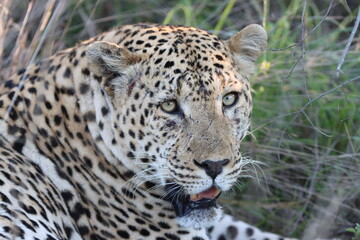 Obraz na płótnie Canvas Beautiful male Leopard in African bush