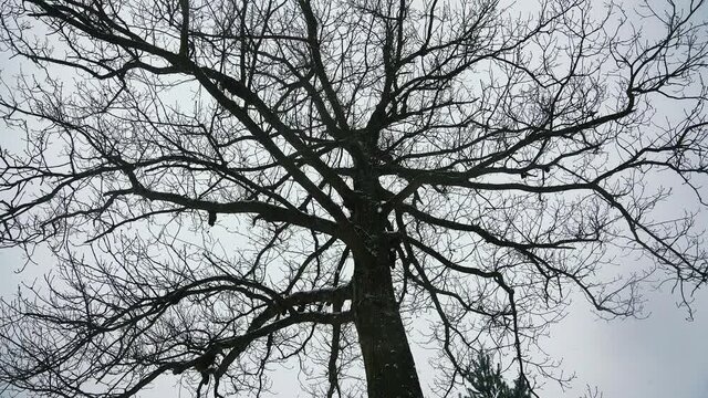Low-angle shot of withered tree on snowy day, bottom view