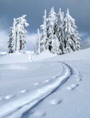 Ski track on fresh snow with trees covered with snow in the background.  Whistler. British Columbia. Canada 