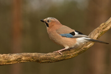 Eichelhäher (Garrulus glandarius)