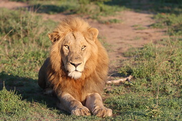 Male African Lion