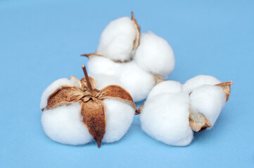 Cotton flowers on blue background