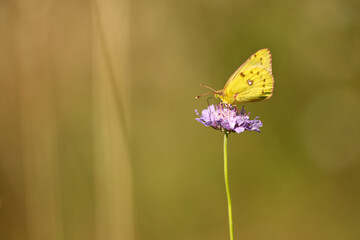 Hufeisenklee-Gelbling (Colias alfacariensis)