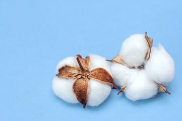 Cotton flowers on blue background