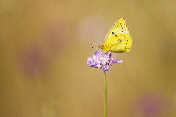 Hufeisenklee-Gelbling (Colias alfacariensis)