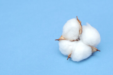 Cotton flowers on blue background