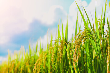 Close up of green rice field near harvest