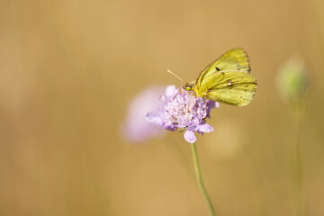 Hufeisenklee-Gelbling (Colias alfacariensis)