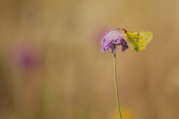 Hufeisenklee-Gelbling (Colias alfacariensis)