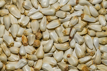 Safflower (Carthamus tinctorius) seeds in detail
