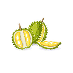 Vector illustration of a whole, half durian fruit. Vegetarian vegan fresh raw food. Cartoon style. Isolated tropical exotic fruit on a white background.