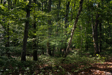 Obraz premium le bois de Chênes, Begnins, Suisse