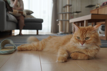 フローリングでくつろぐ猫（マンチカン）