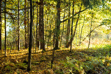 footpath in autumn forest in the morning