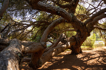 Fototapeta na wymiar Stone pine (Pinus pinea) with an uncharacteristic and very peculiar shape located in the Parador de Mazagon (Huelva, Andalucia, Spain)