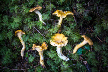 Freshly gathered chanterelle mushrooms on the ground in a forest