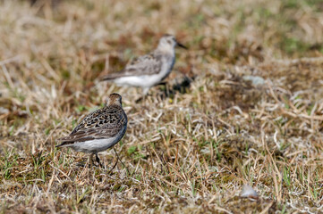 Rock Sandpiper (Calidris ptilocnemis) at St. George Island, Pribilof Islands, Alaska, USA
