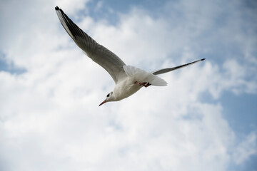 Sea gull flying against the background of clouds