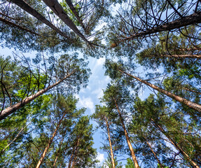 A pine tops from below