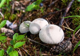 Puff-ball on a forest floor