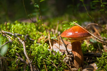 Mushroom (Suillus) in the forest