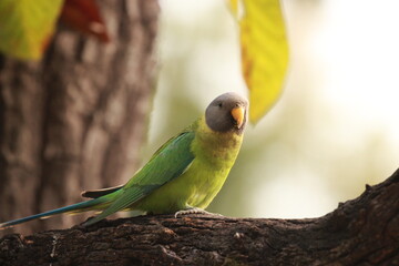 green winged macaw