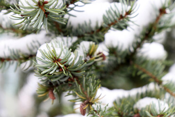 Spruce branches with needles covered by snow. Natural fir tree in winter for Christmas and New Year background	